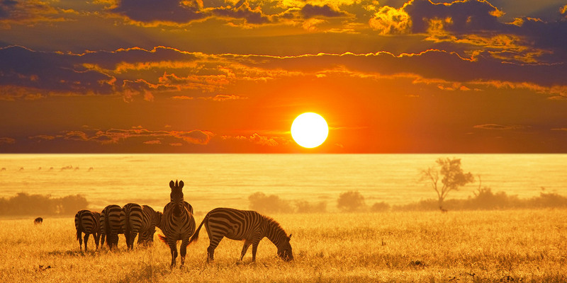 Afrika Safari Turları
