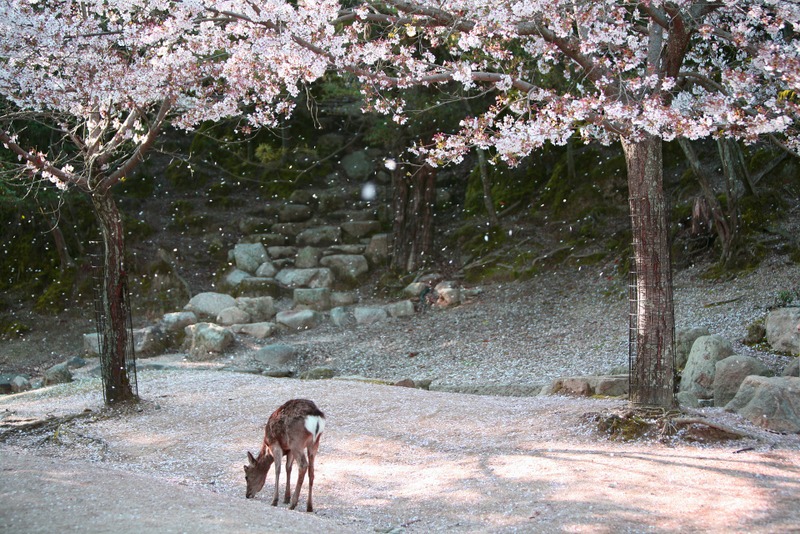 Sakura zamanı Japonya