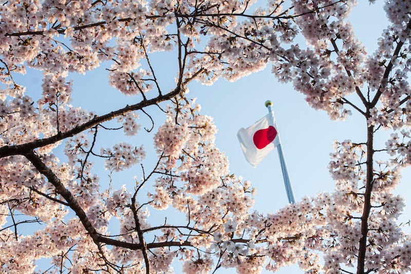 Tokyo’da sakura zamanında kiraz çiçekleri manzarası